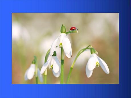 Divers - Adorables Coccinnelles