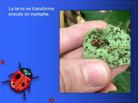 Divers - Adorables Coccinnelles