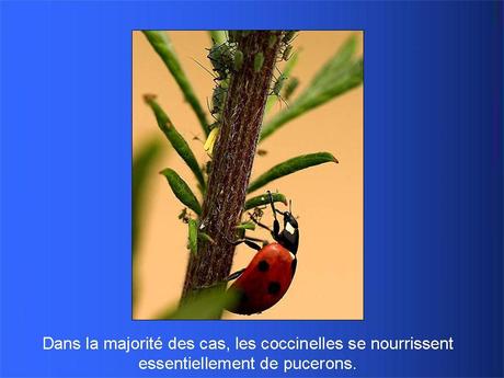 Divers - Adorables Coccinnelles