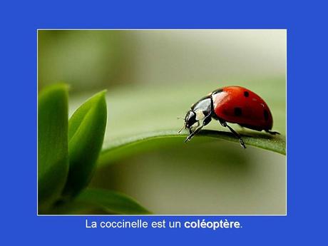 Divers - Adorables Coccinnelles