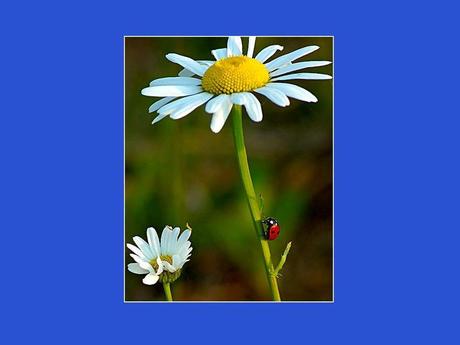 Divers - Adorables Coccinnelles