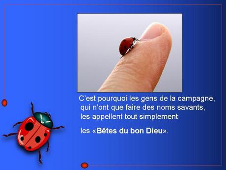 Divers - Adorables Coccinnelles