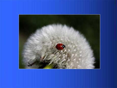 Divers - Adorables Coccinnelles