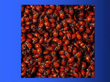 Divers - Adorables Coccinnelles