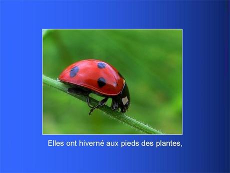 Divers - Adorables Coccinnelles