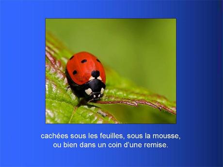 Divers - Adorables Coccinnelles