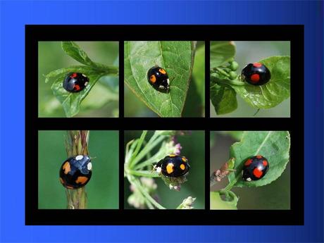Divers - Adorables Coccinnelles