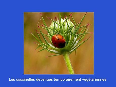 Divers - Adorables Coccinnelles
