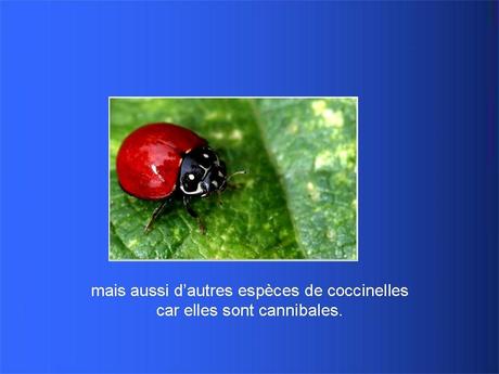 Divers - Adorables Coccinnelles