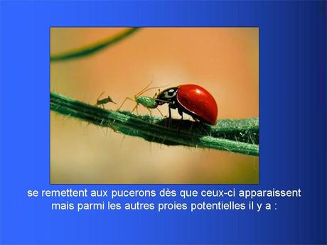 Divers - Adorables Coccinnelles