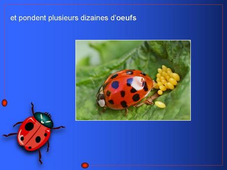 Divers - Adorables Coccinnelles