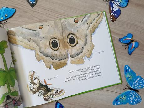 Hier chenilles, aujourd'hui papillons  ! Les lépidoptères de Eric Mathivet et Emilie Vanvolsem