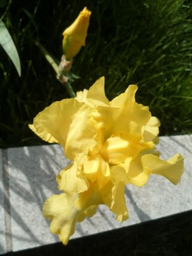 poèmes, poètes, poésie, mai, saison, mois de mai, printemps, vers, culture