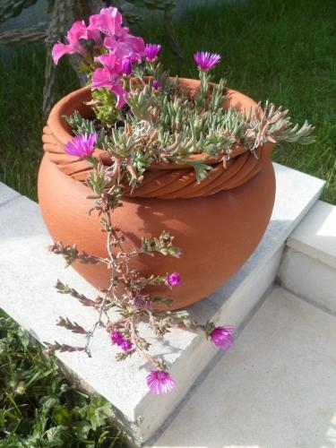 poèmes, poètes, poésie, mai, saison, mois de mai, printemps, vers, culture