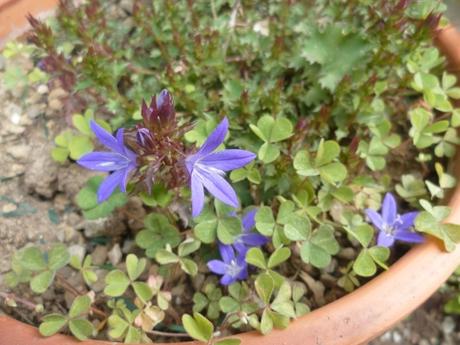 poèmes, poètes, poésie, mai, saison, mois de mai, printemps, vers, culture