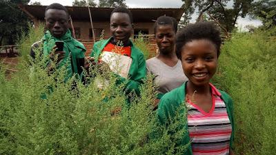 Aider à imprimer un livre pour enfants camerounais sur l'Artemisia, plante anti-malaria