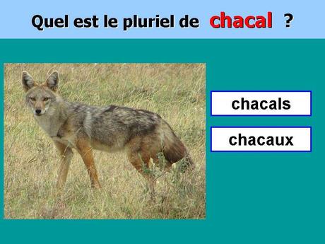 Divers - Le Pluriel c'est facile ..... ?