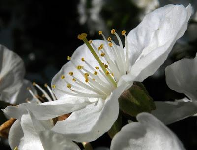 Merisier (Prunus avium)