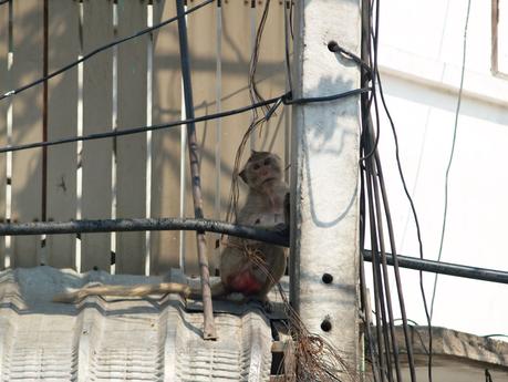 2 heures à Lopburi 2 heures à Lopburi