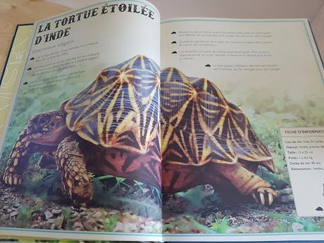 Le livre extraordinaire des reptiles et des amphibiens de Mat Edwards