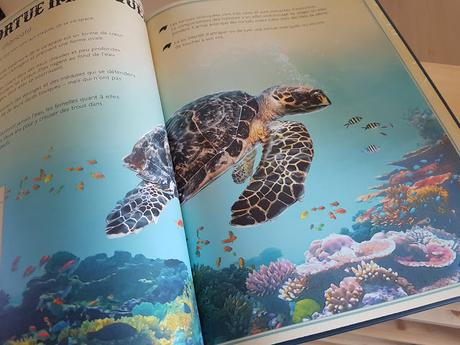 Le livre extraordinaire des reptiles et des amphibiens de Mat Edwards