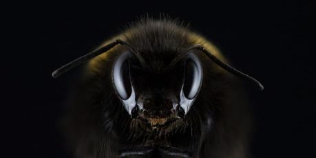 Après l’affaire du siècle, signez la pétition pour la protection des abeilles Après l’affaire du siècle, signez la pétition pour la protection des abeilles