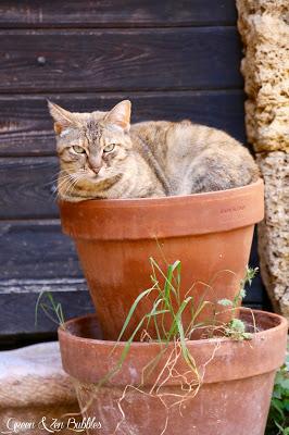 Le chat jardinier