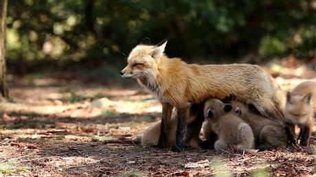 Le seigneur des Hautes Buttes de Michel-Aimé Baudouy
