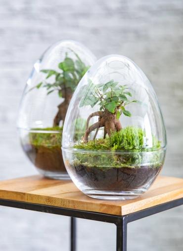 Bulle de Nature, la nouvelle gamme de terrariums signée Botanic Déco nature : la nouvelle collection de...