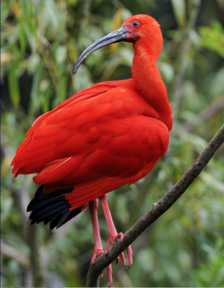 Le Parc aux oiseaux dans la Dombe : une superbe idée d’excursion ! Le Parc aux oiseaux dans la Dombe : une superbe idée d’excursion !