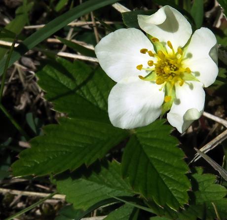 Fraisier sauvage (Fragaria vesca) Fraisier sauvage (Fragaria vesca)
