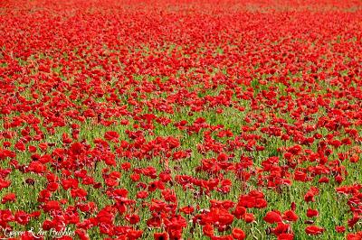 La Provence des coquelicots