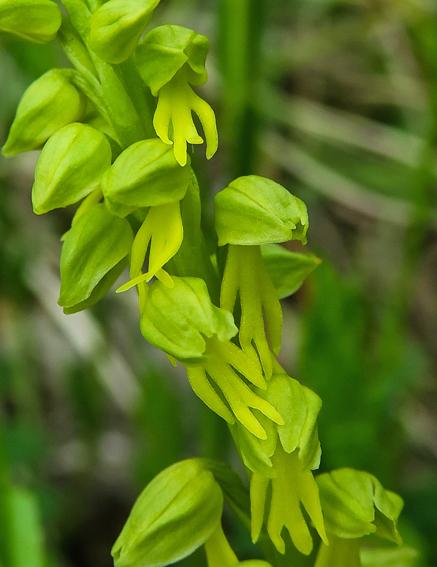 Orchis homme-pendu (Orchis anthropophora)