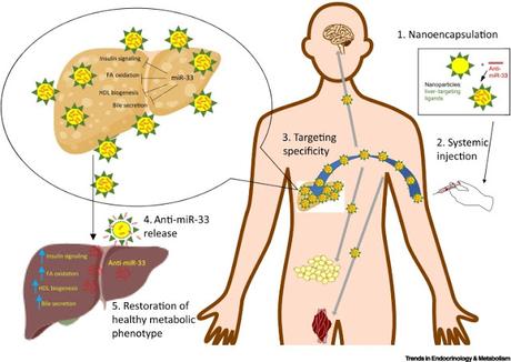 #trendsinendocrinologyandmetabolism #obésité #nanothérapies Promesses des Nanothérapies pour le traitement de l’Obésité