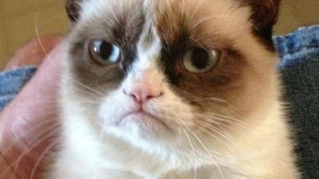 Grumpy Cat, la coqueluche d’internet, est décédée