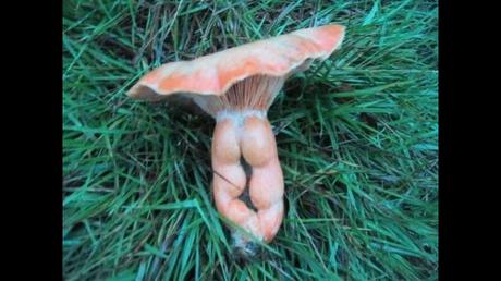 Divers - L'art dans la Nature - 1