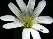 Stellaire holostée (Stellaria holostea)