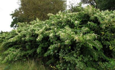 Les plantes invasives