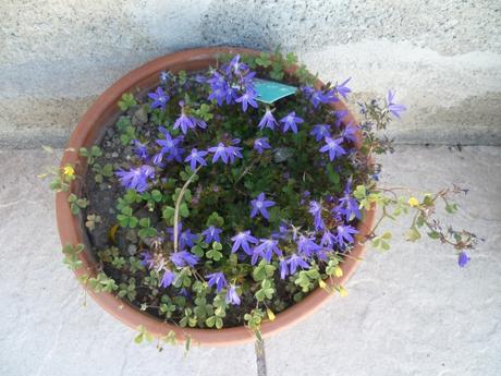 Fleurs, plantes, menthe, jardin, jardinage, gazon, tonte, loisirs