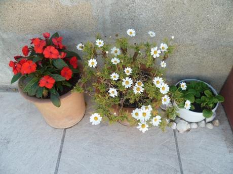 Fleurs, plantes, menthe, jardin, jardinage, gazon, tonte, loisirs