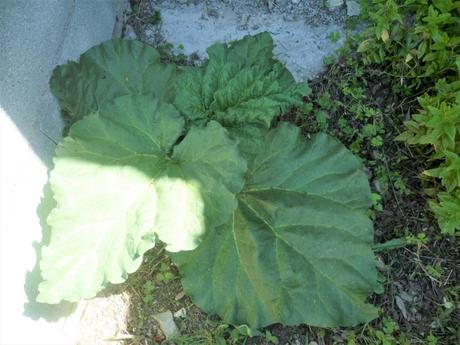 Fleurs, plantes, menthe, jardin, jardinage, gazon, tonte, loisirs