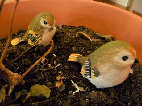 Fleurs, plantes, menthe, jardin, jardinage, gazon, tonte, loisirs