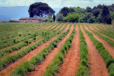 Champ de lavande au mois de mai près de Mormoiron © French Moments