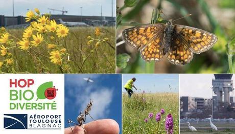 HOP! Biodiversité révèle la biodiversité méconnue de l’Aéroport Toulouse-Blagnac