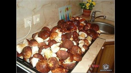 Divers - Une trop belle cueillette .....