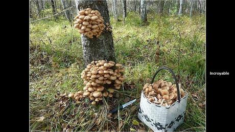 Divers - Une trop belle cueillette .....