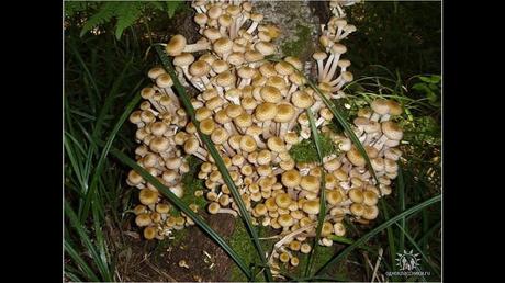 Divers - Une trop belle cueillette .....