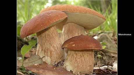 Divers - Une trop belle cueillette .....