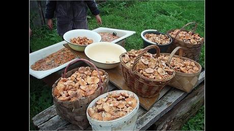 Divers - Une trop belle cueillette .....