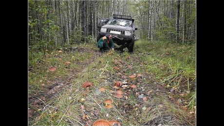 Divers - Une trop belle cueillette .....